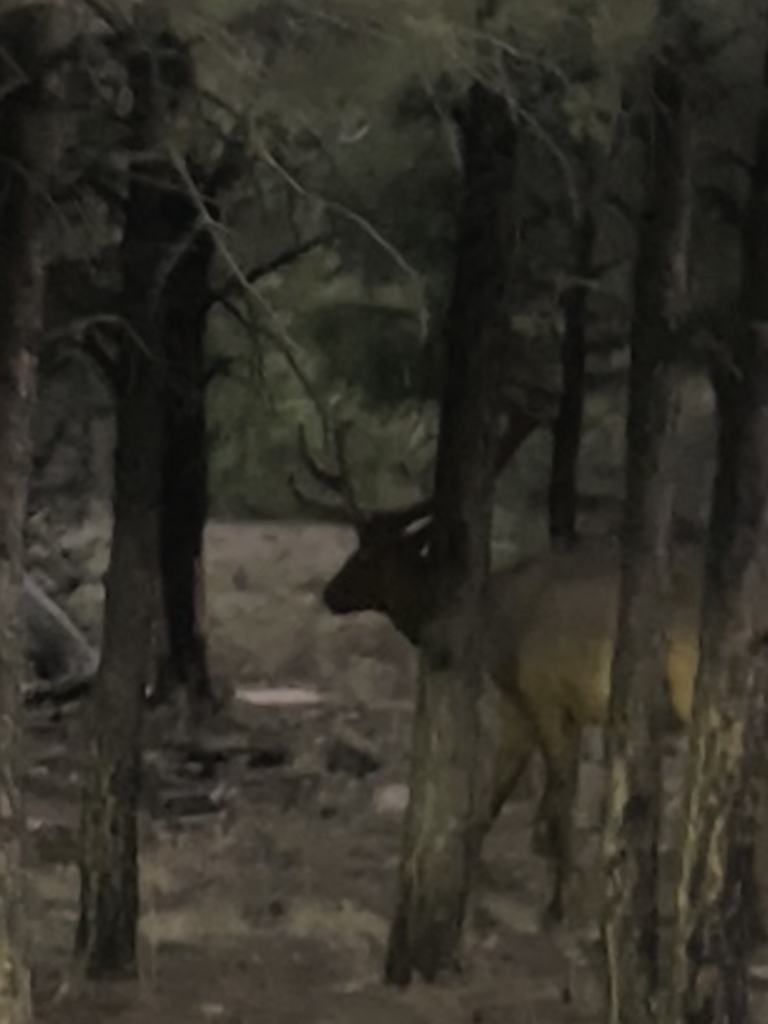 Giant male elk that Lando spotted 