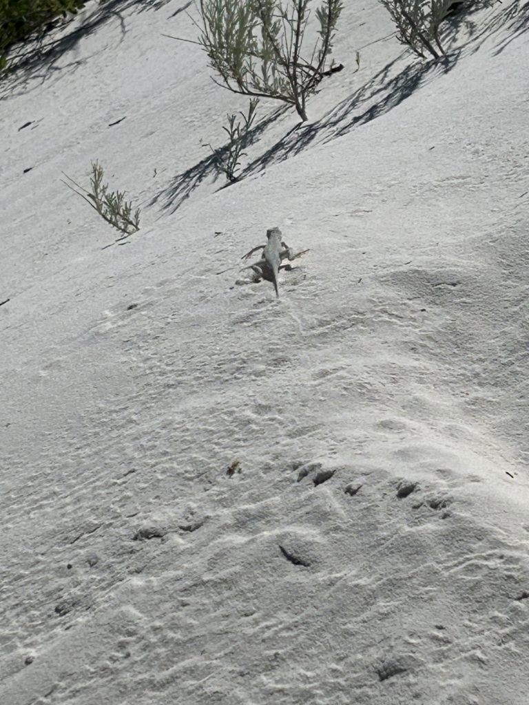 Lizard running away from us super fast