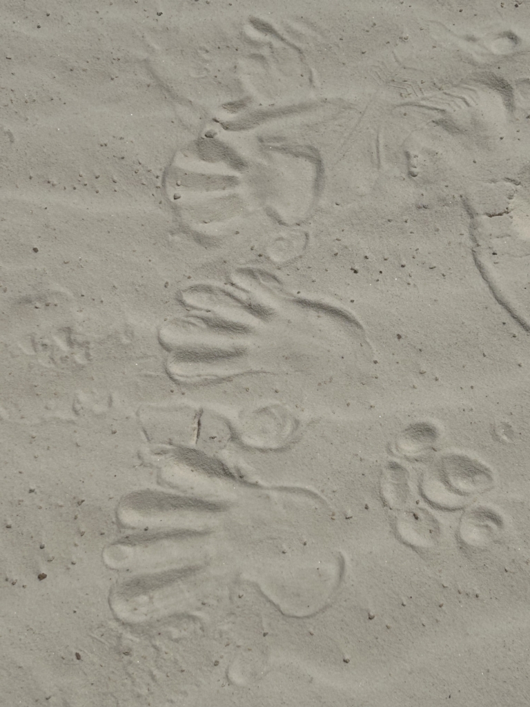 Sand prints with Fonzi’s honorary paw print 🥹🐾