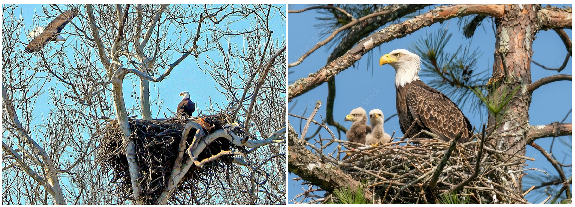 Bald Eagle nests