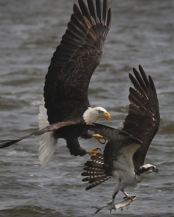 Bald Eagle Snatching Fish From Osprey