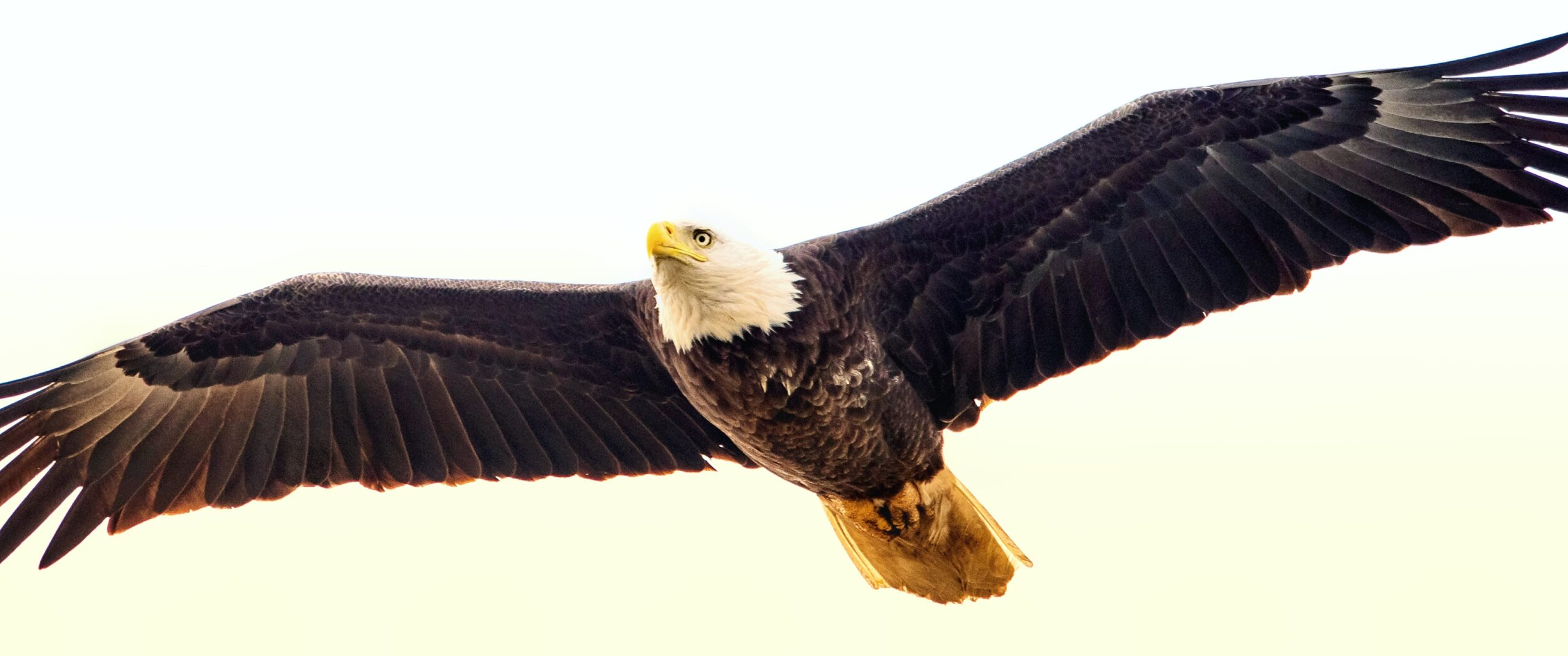 American Bald Eagle