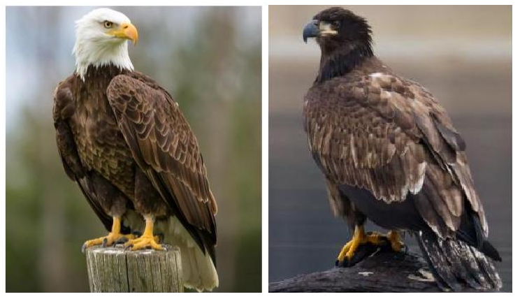 Eagles Adult and Juvenile Bald Eagle